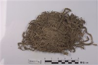 藏品(苔類 )的圖片